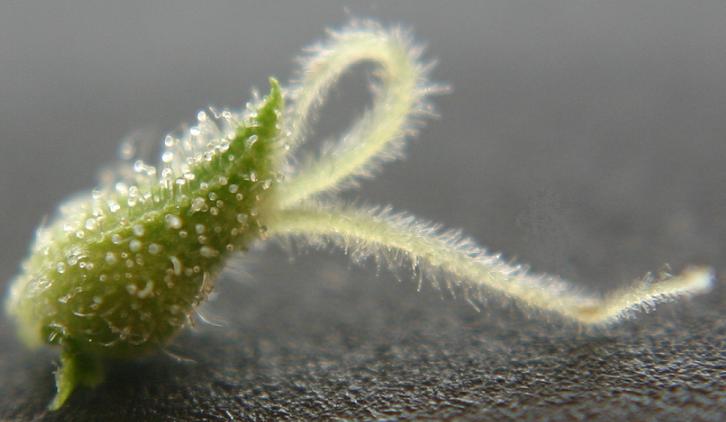 pistil2.jpg