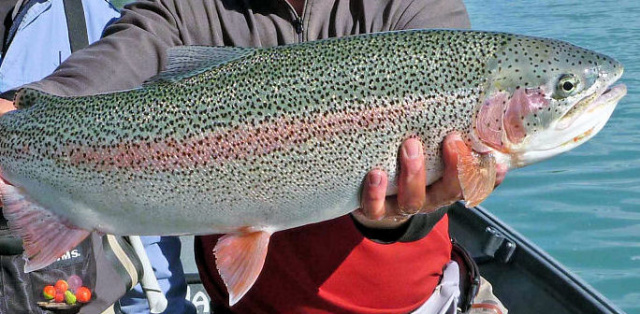 Kenai_River_Rainbow_Trout_1.jpg