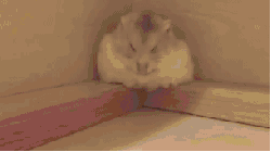 IIbqk8o.jpg