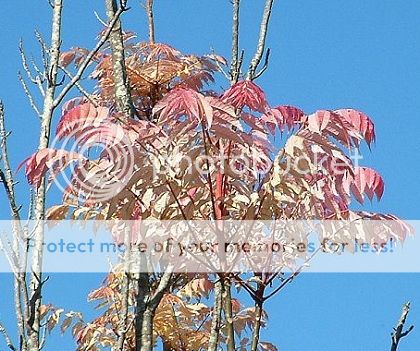 tree_tall_pink_leaves_crown_chakra_zpf_9557_420_zpsb387308e.jpg