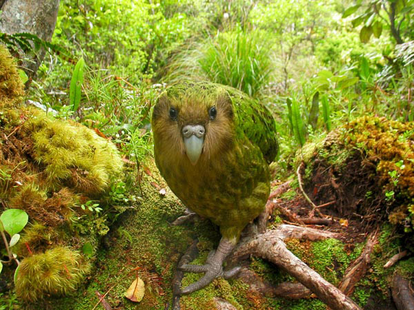 rare-birds-photo-contest-kakapo_32641_600x450.jpg