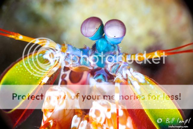 peacock-mantis-shrimp-001_zpslnblpqri.jpg