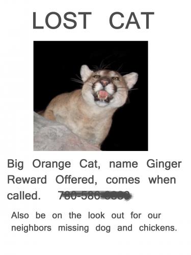 939597_Lost-Cat-Poster_620.jpg