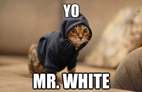 yo-mr-white-57490.jpg