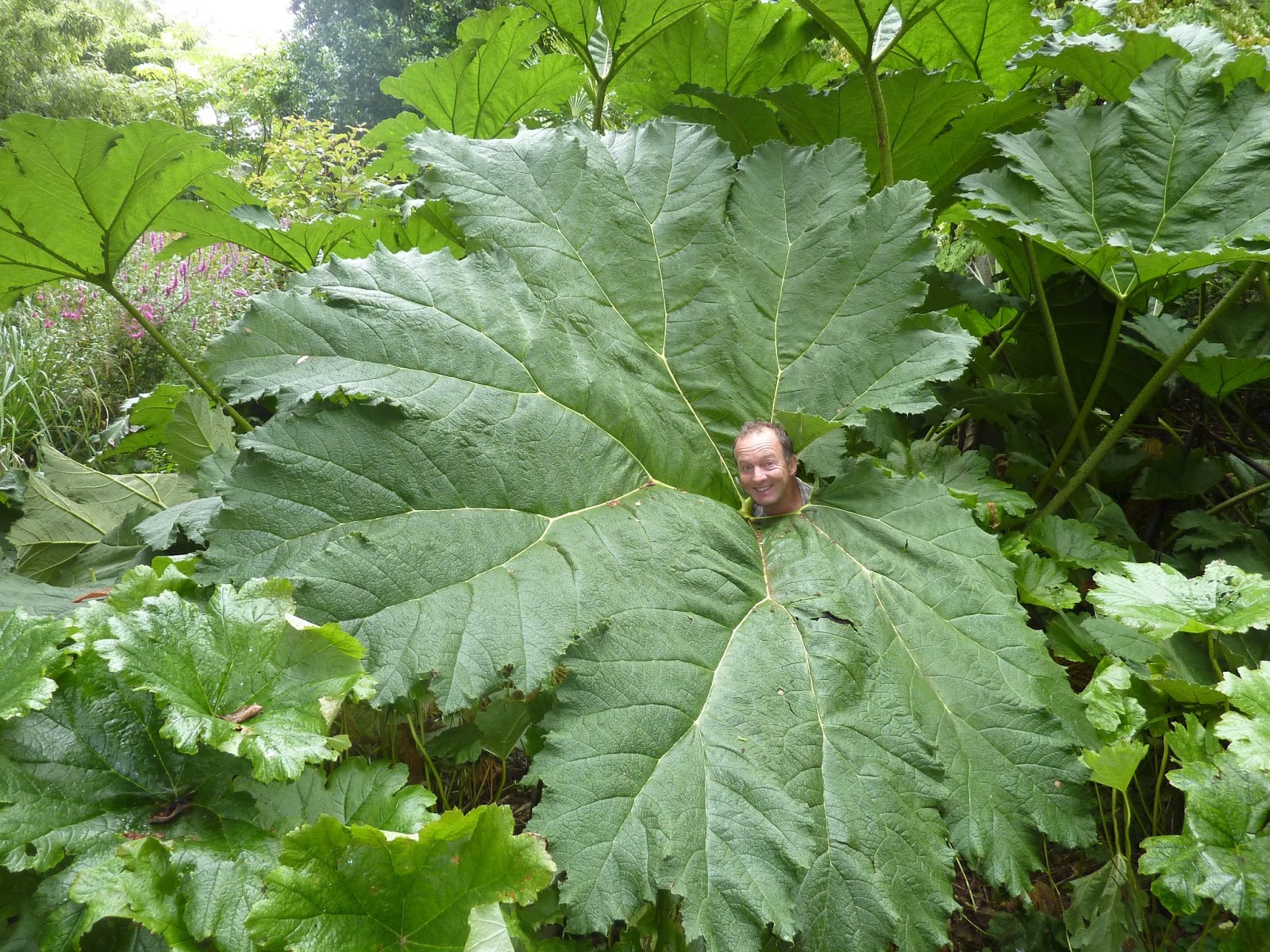 Gunnera-Leaf1.jpg