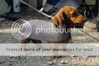 chain-mail-dog-1.jpg