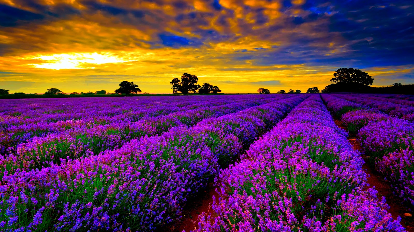 lavender-field-225224.jpg