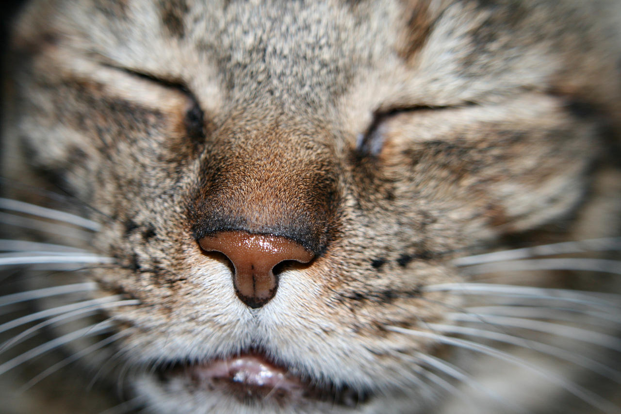 Cat__s_nose_by_chicaurbana.jpg