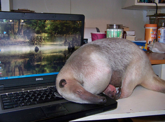 pet_anteater_640_01.jpg