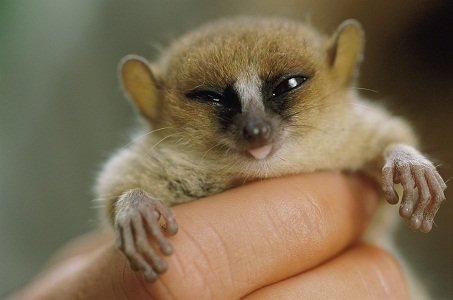 Madame-Berthes-Mouse-Lemur.jpg