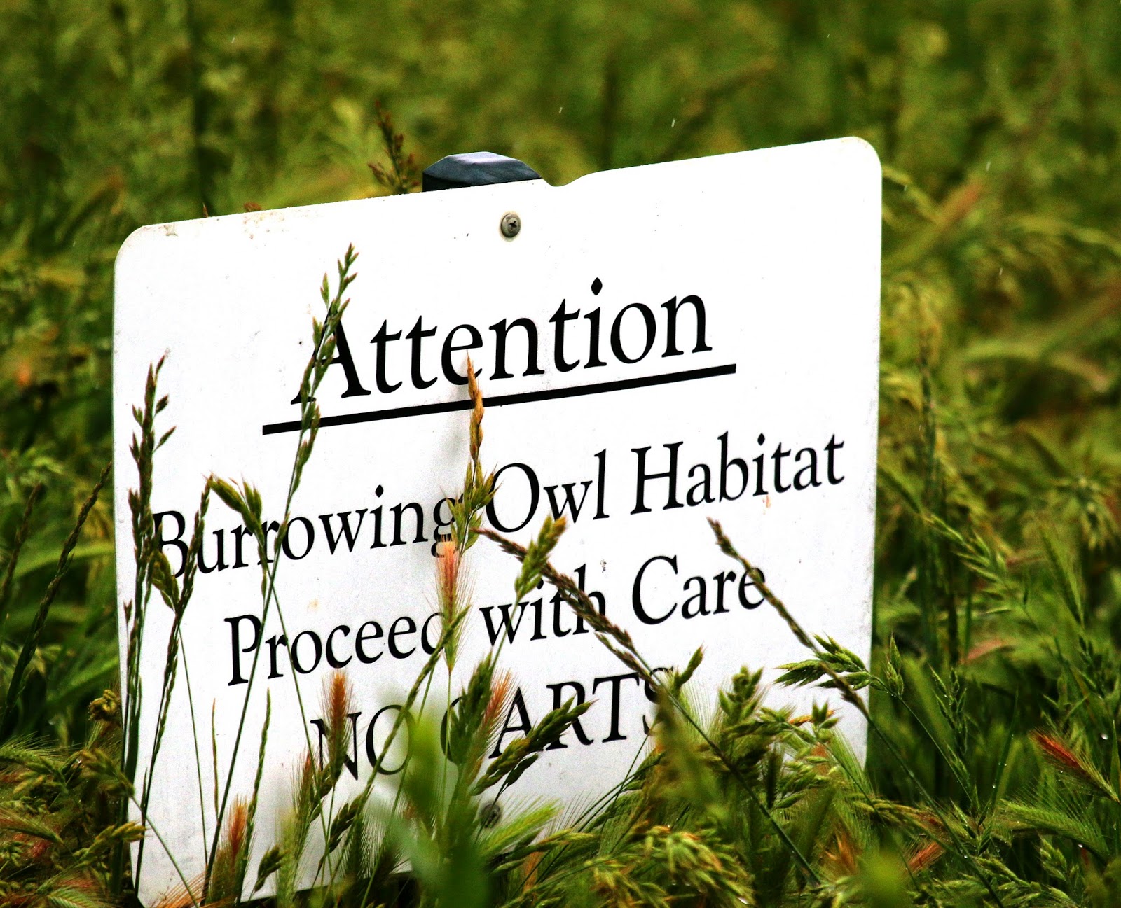 04252014+burrowing+owl+habitat+sign.jpg