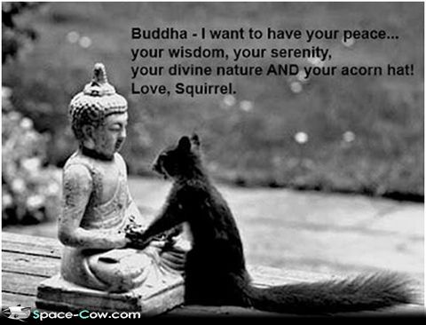 Squirrel+praying+to+Buddha+funny+animals.jpg