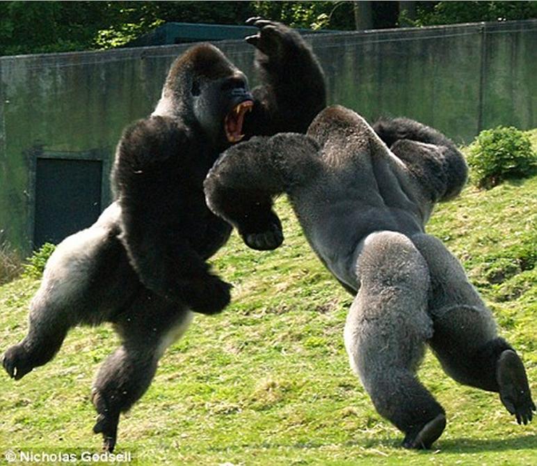__Gorilla+Fight.JPG