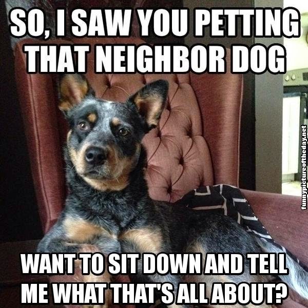 Saw-You-Petting-Neighbor-Dog-Want-To-Tell-Me-What-Thats-About-Funny-Serious-Dog.jpg