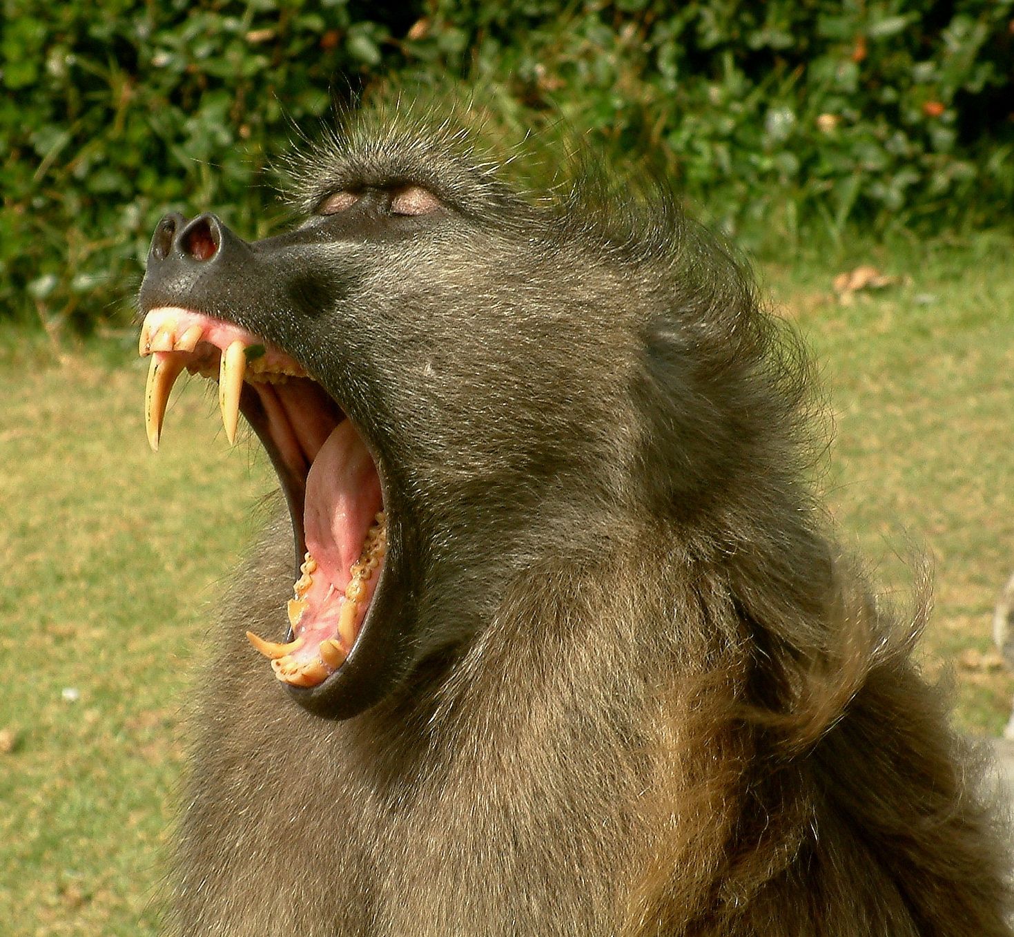 dangerous+baboons+angry+baboons+dangerous+animal+attacks+news+picture.jpg