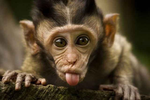 Safari+animals+cute+baby-baboon+image+beautiful+amazing+baboon+animal+picture+endangered+dangerous+animals+Funny+Baby+Monkey+images.jpg
