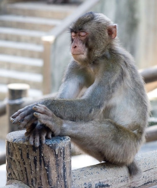 Animals-Praying-Monkey.jpg