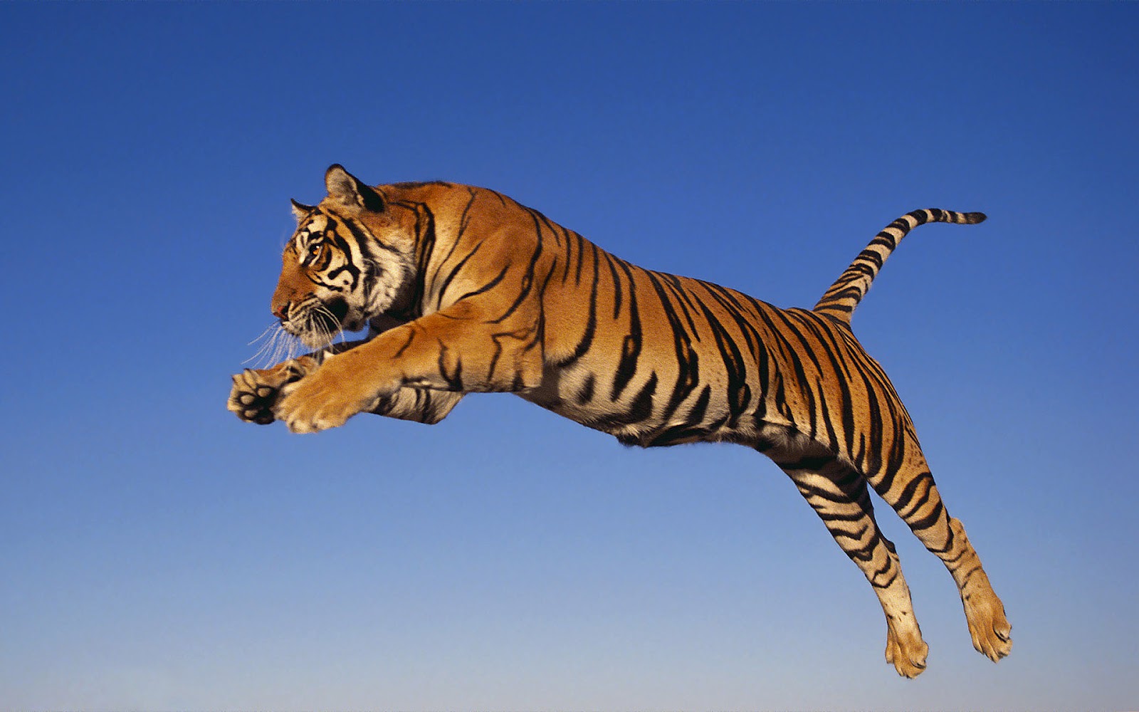 hd-tiger-wallpaper-with-a-jumping-and-attacking-tiger-wallpapers-backgrounds.jpg