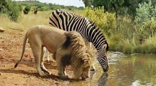 Lion+and+Zebra+drinking+water+together+in+Africa..+Unbelievable!.jpg