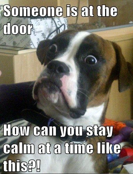 funny-someone-door-dog-meme-calm.jpg