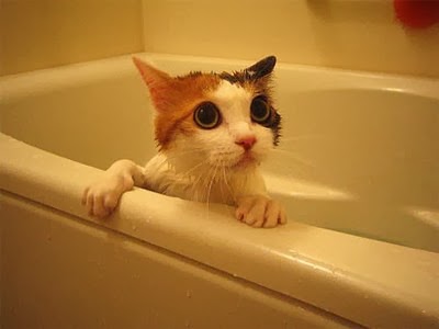cat+bath.jpg