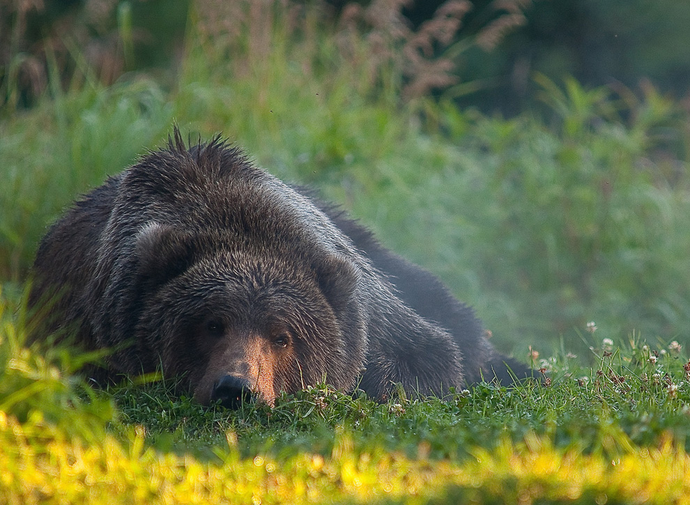 brown-bear.jpg