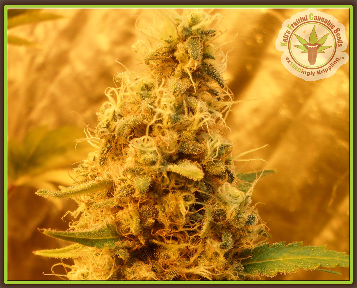 Kali_s_Fruitful_Cannabis_Jack_Mist_Tree.jpg