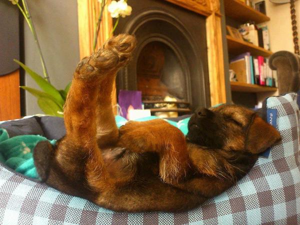a.baa-Funny-cute-sleeping-dog.jpg