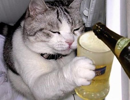 cat_drinking_beer-12950_medium.jpg