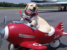 dogplane.jpg