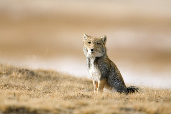 tibetan-fox.jpg