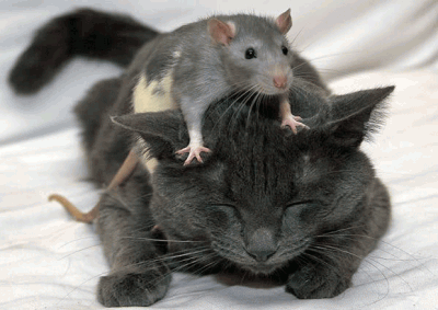 cat_and_mouse-pals-400x283.png