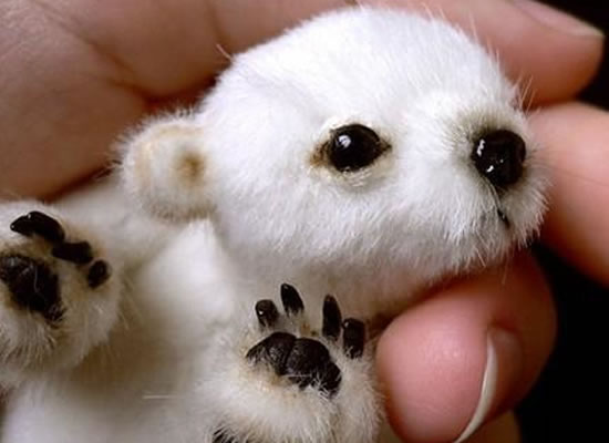 cutest-baby-animals-ever-1.jpg