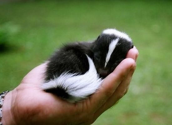 cutest-baby-animals-ever-8.jpg