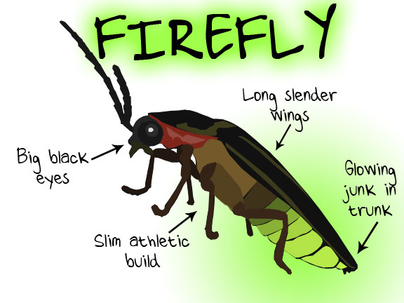 firefly-anatomy.jpg