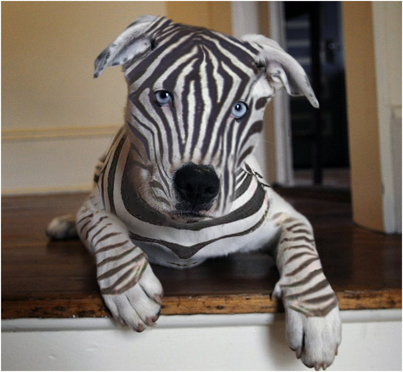 Zebra_Dog_by_CaptainScratch.jpg