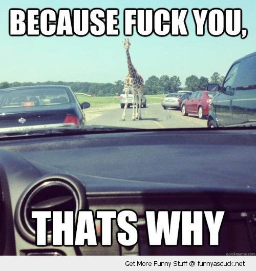 funny-giraffe-in-road-blocking-cars-because-fuck-you-pics.jpg