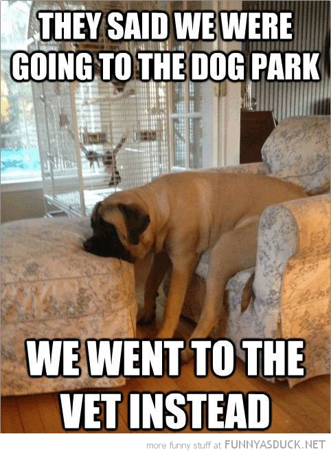 funny-dog-problems-depressed-said-going-park-went-vet-pics.jpg