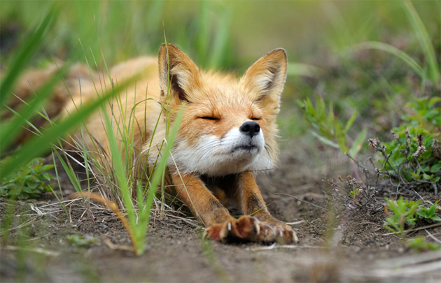 stretching-fox.jpg