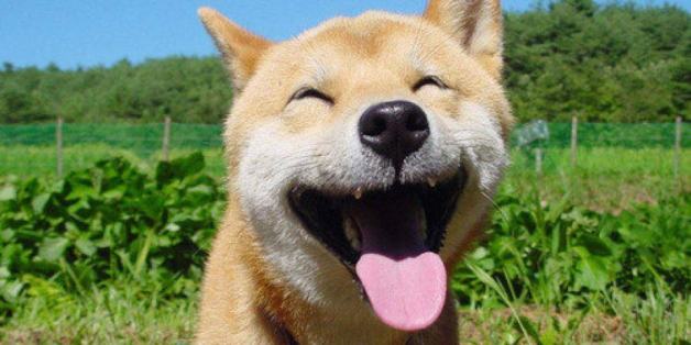 n-HAPPY-DOG-DAY-OF-HAPPINESS-628x314.jpg