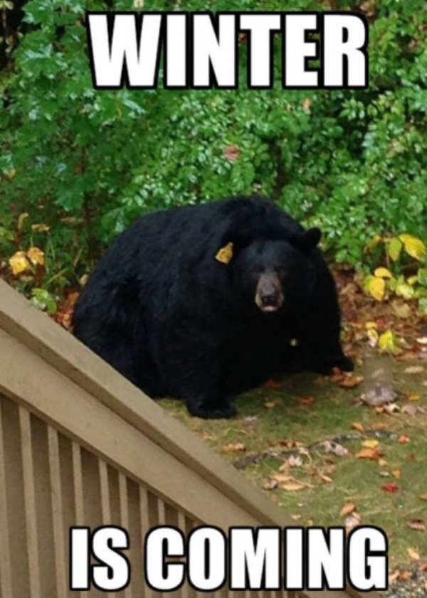 winter-is-coming-fat-bear-meme.jpg