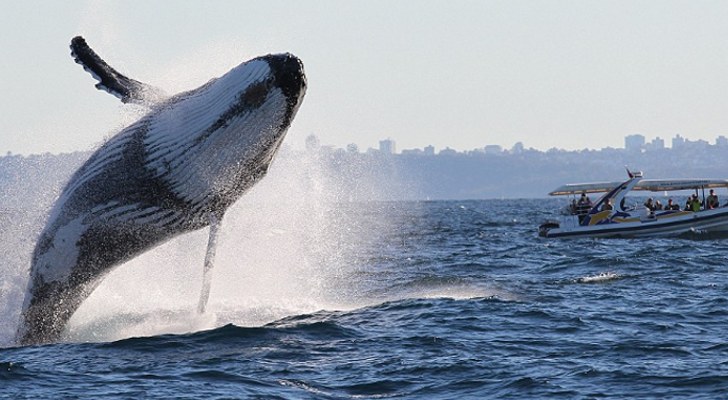 Photo-of-the-Day-Humpback-Whale-Pictured-Jumping-Out-of-the-Water-452423-2.jpg