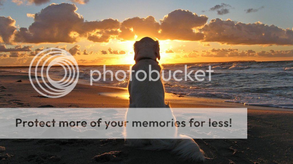 Dog-on-beach-at-sunset_zps0azyjhja.jpg