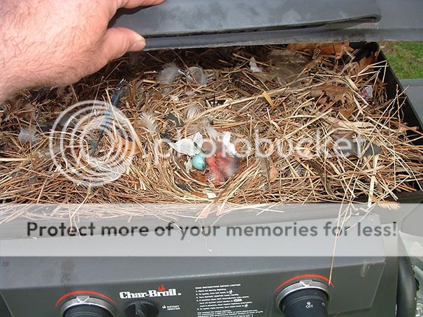 bird-nests-unusual-places-19__605-2_zpspntdksrs.jpg