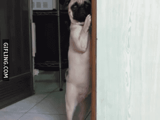 dog-hiding-behind-the-wall_zpsq8mrpfmd.gif