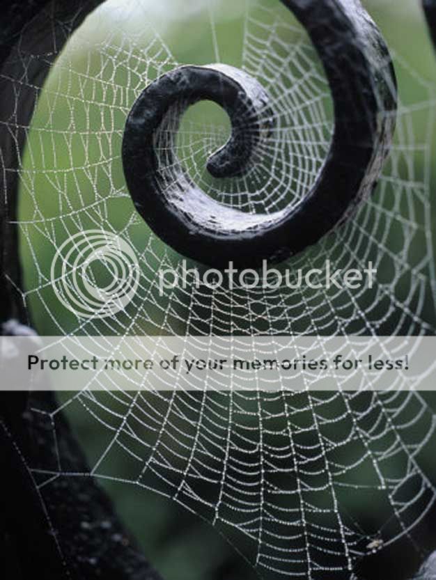 spider_web_001_zpscjxx2xld.jpg