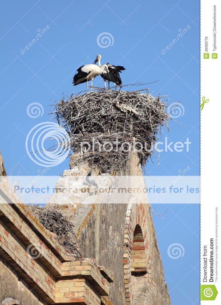 storks-nest-26393779_zpsgvfv4qni.jpg
