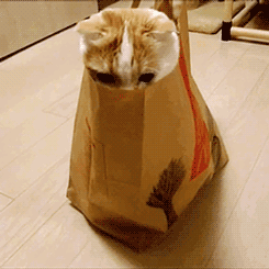 cat%20out%20of%20the%20bag%20gif%201_zpsgewx5crq.gif