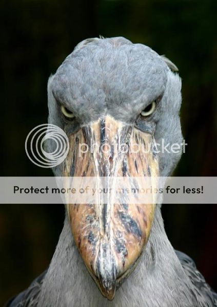 if_you_ever_doubted_the_existence_of_dinosaurs_then_youve_never_seen_the_shoebill_stork_640_01_zpsgqsk3uvm.jpg