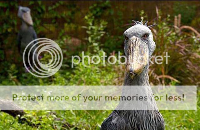 if_you_ever_doubted_the_existence_of_dinosaurs_then_youve_never_seen_the_shoebill_stork_640_06_zpsa3sqnisw.jpg